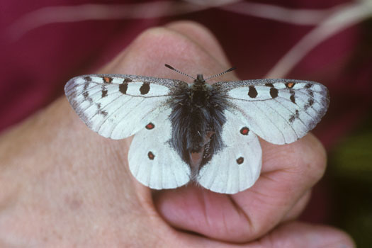 Moth for digitally printed wedding dress